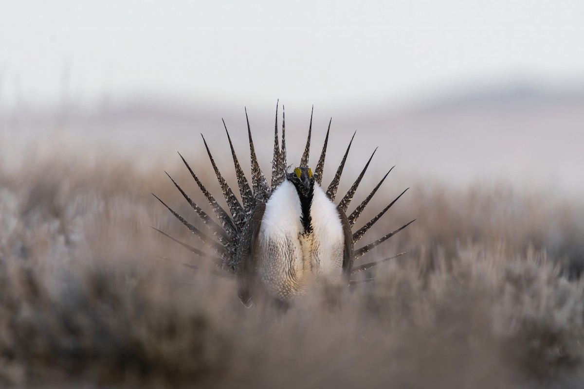 Greater Sage-Grouse - ML614456562