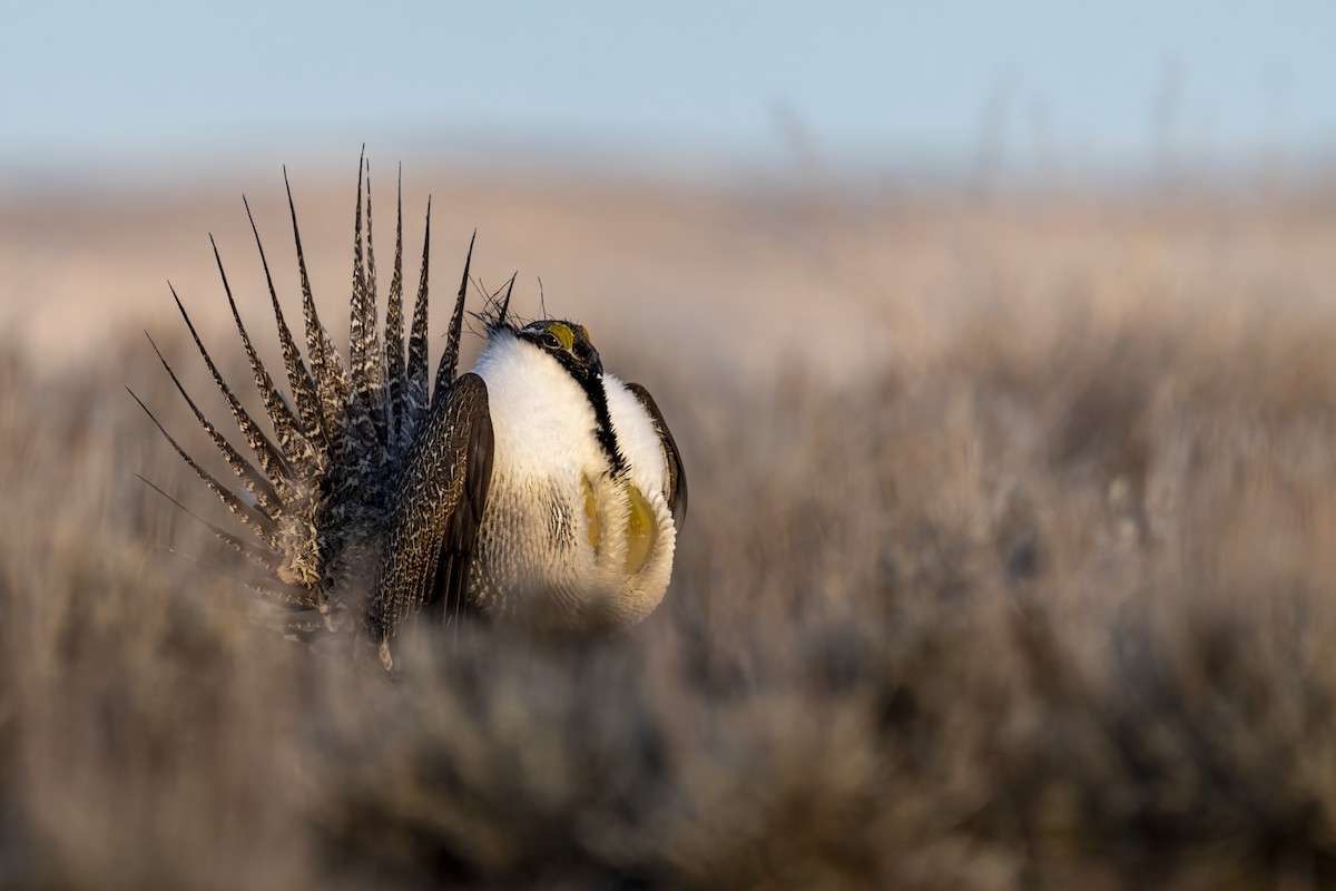 Greater Sage-Grouse - ML614456563