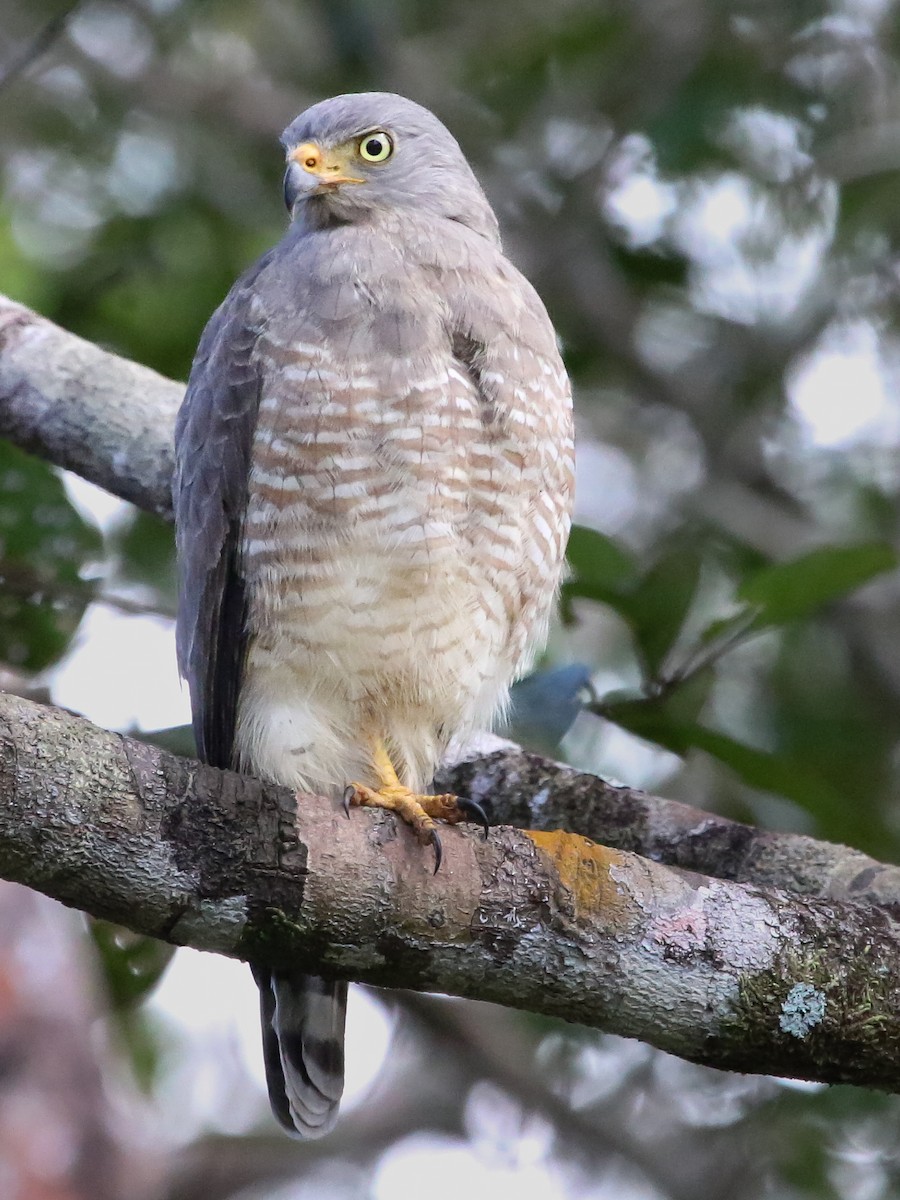 Roadside Hawk - ML614456679