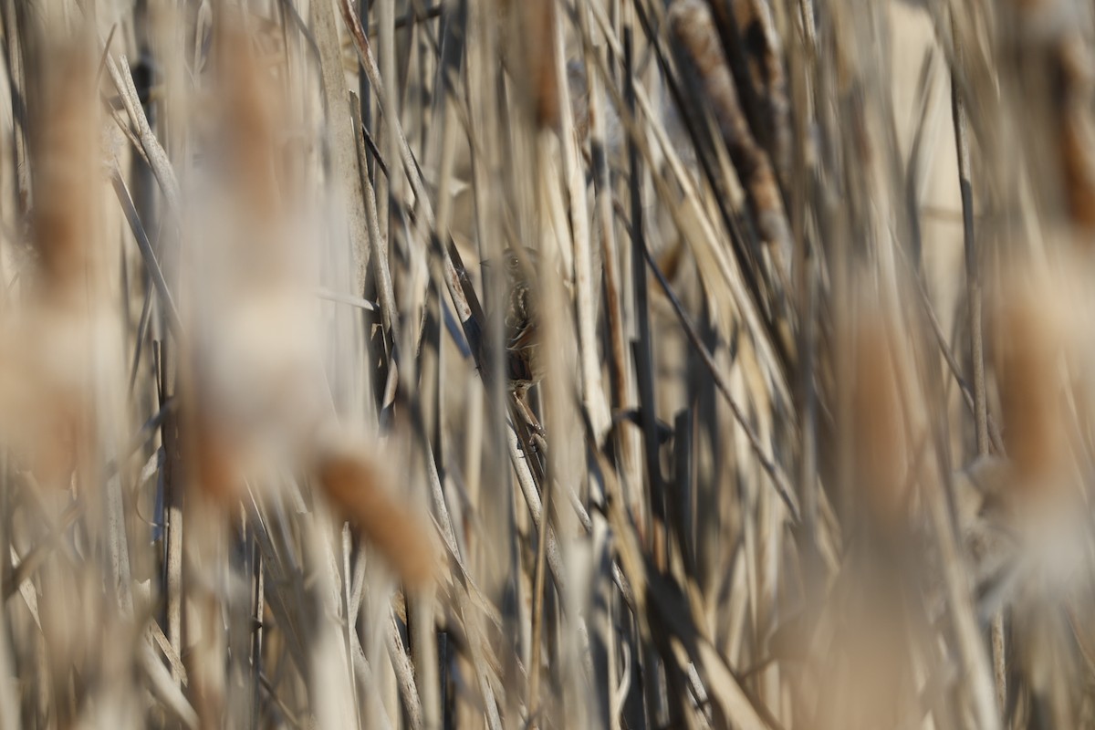 Swamp Sparrow - ML614456688