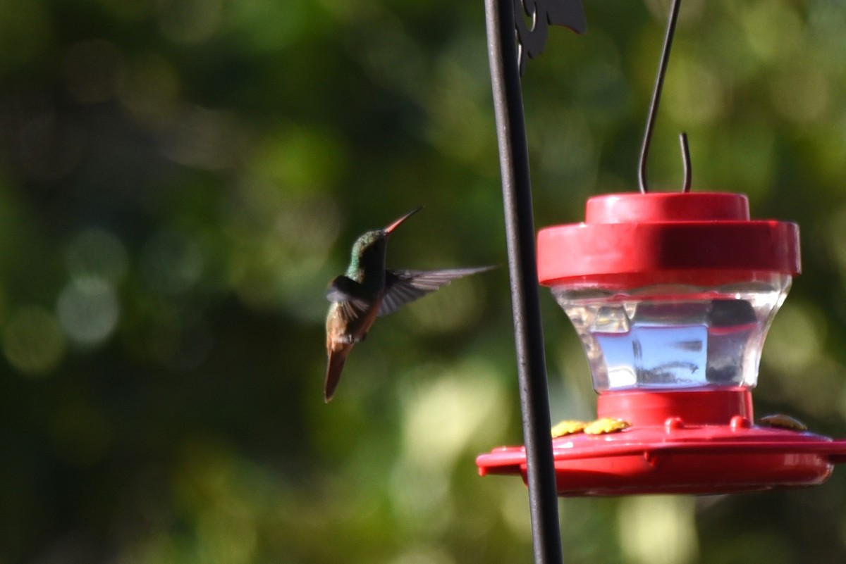 Buff-bellied Hummingbird - ML614456711