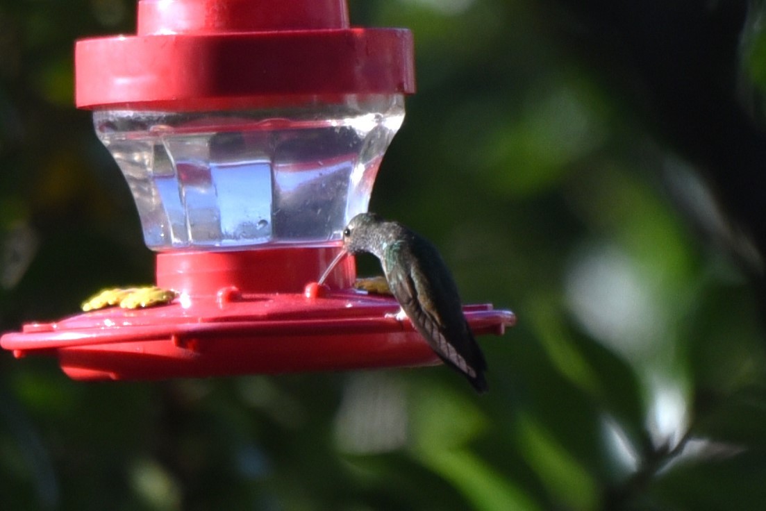 Buff-bellied Hummingbird - ML614456734