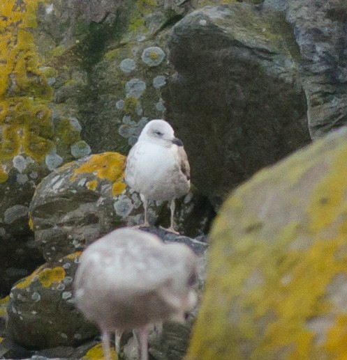 Lesser Black-backed Gull - ML614456783