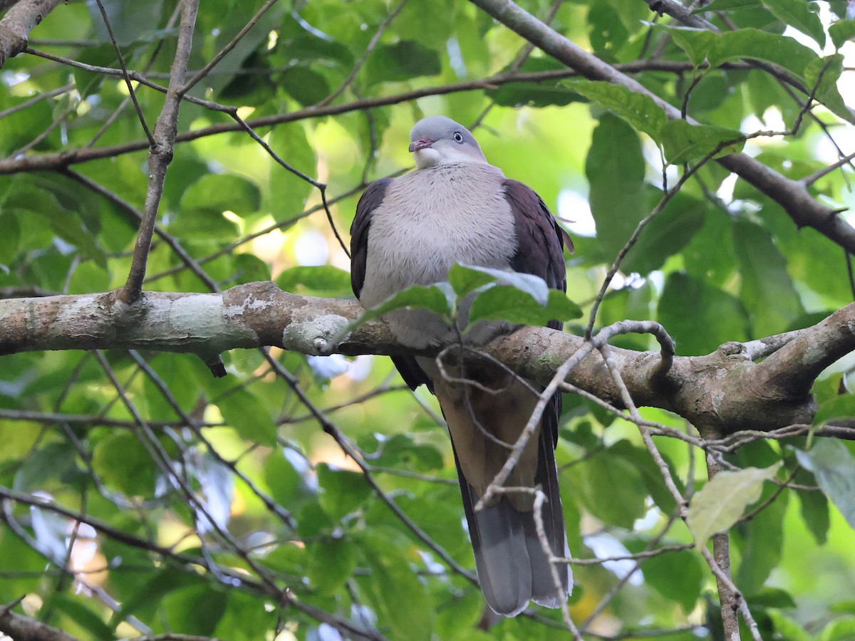 Mountain Imperial-Pigeon - ML614456787
