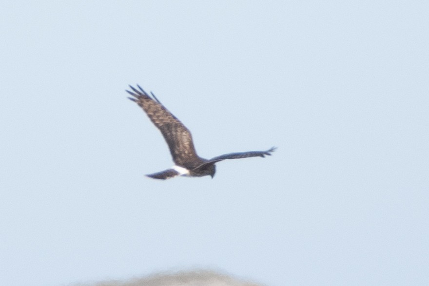 Hen Harrier - ML614456793