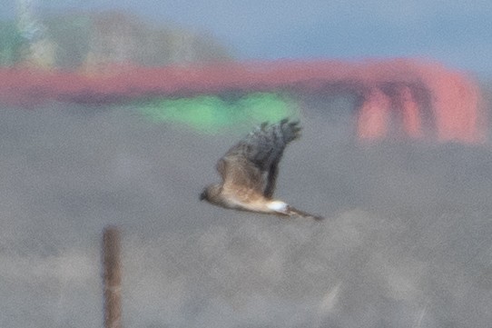 Hen Harrier - ML614456798