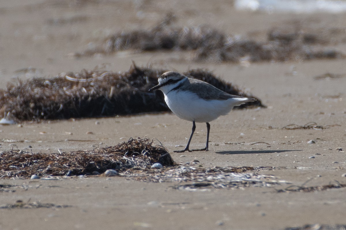 Kentish Plover - Grigory Evtukh