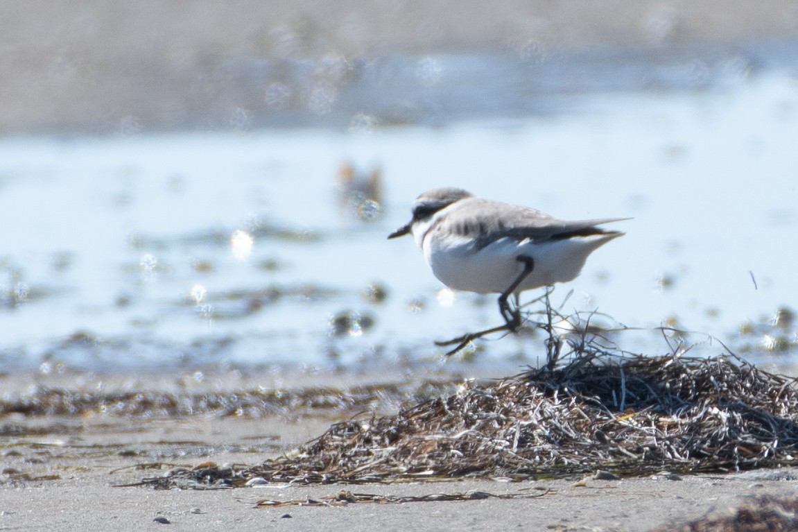 Kentish Plover - ML614456880