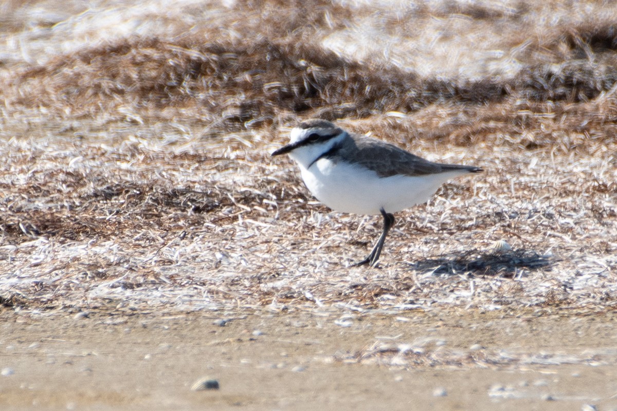 Kentish Plover - Grigory Evtukh