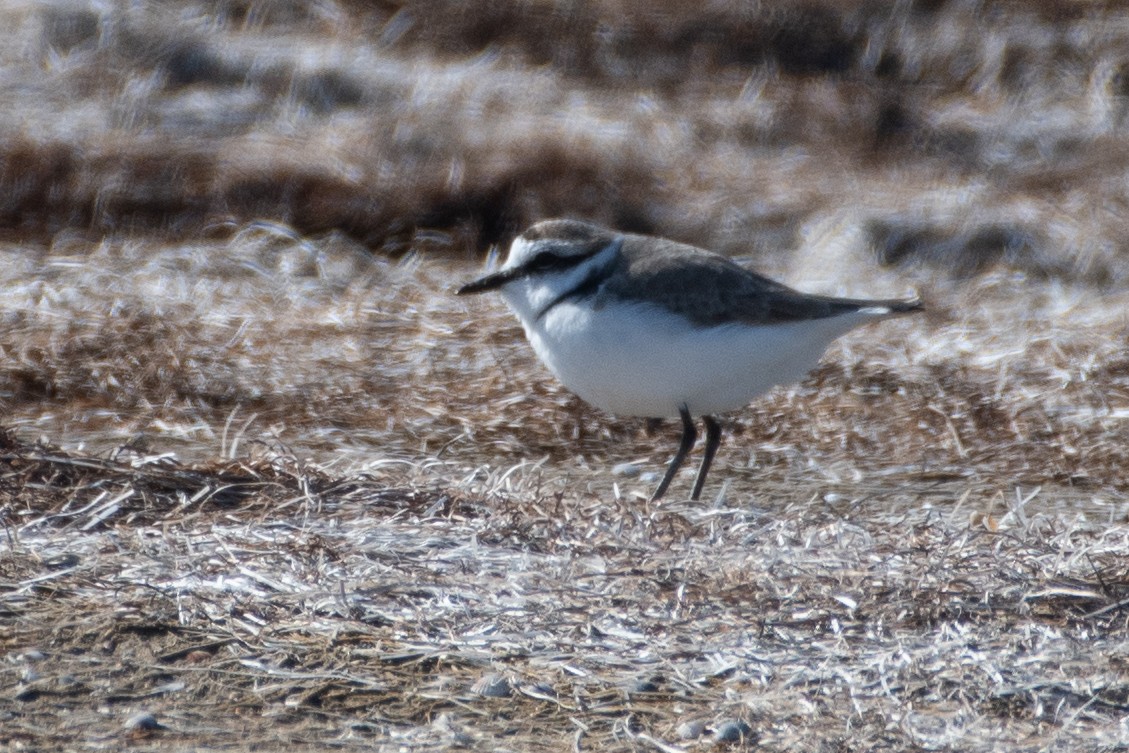 Kentish Plover - ML614456895