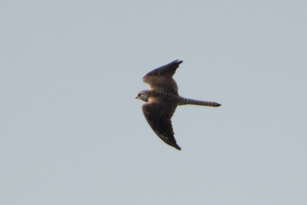 Eurasian Kestrel - ML614456945