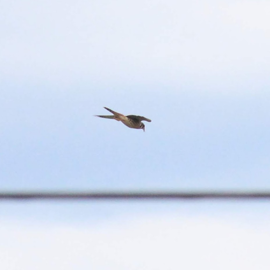 American Kestrel - Wes Hatch