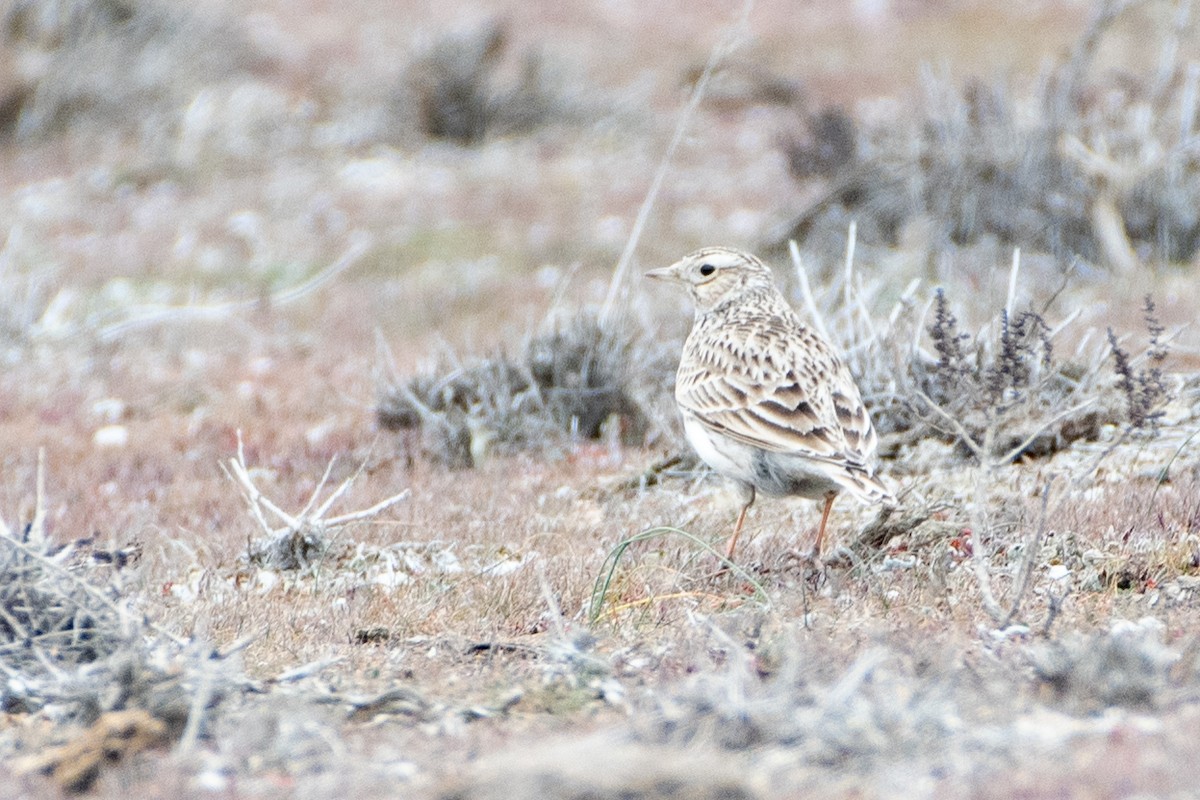 Eurasian Skylark - ML614456992