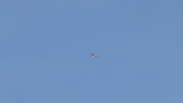 Rough-legged Hawk - ML614457011