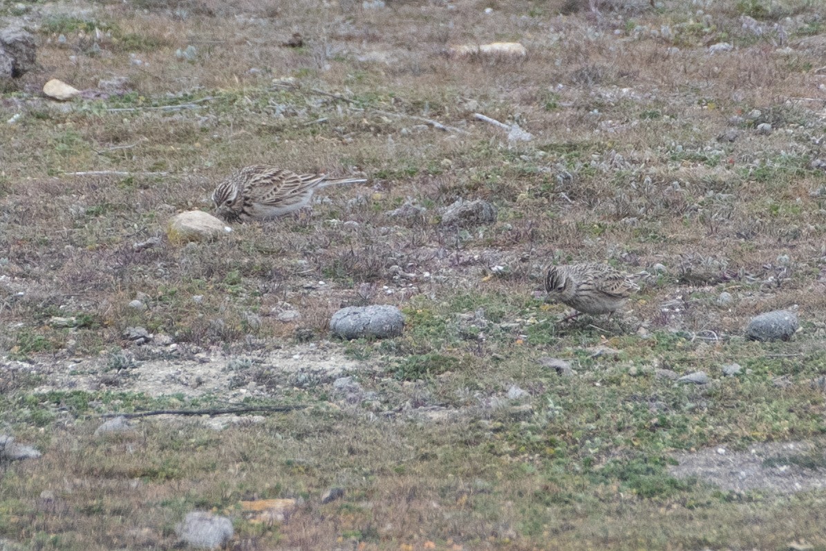 Eurasian Skylark - Grigory Evtukh