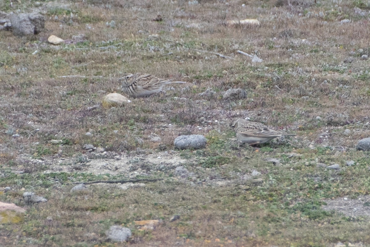 Eurasian Skylark - Grigory Evtukh