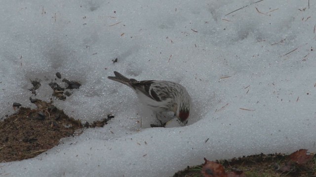 Hoary Redpoll - ML614457041