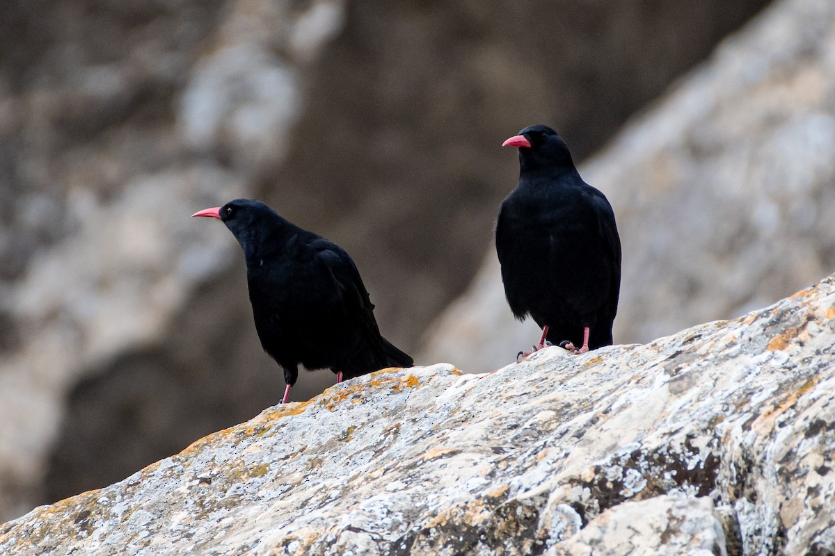 Red-billed Chough - ML614457073