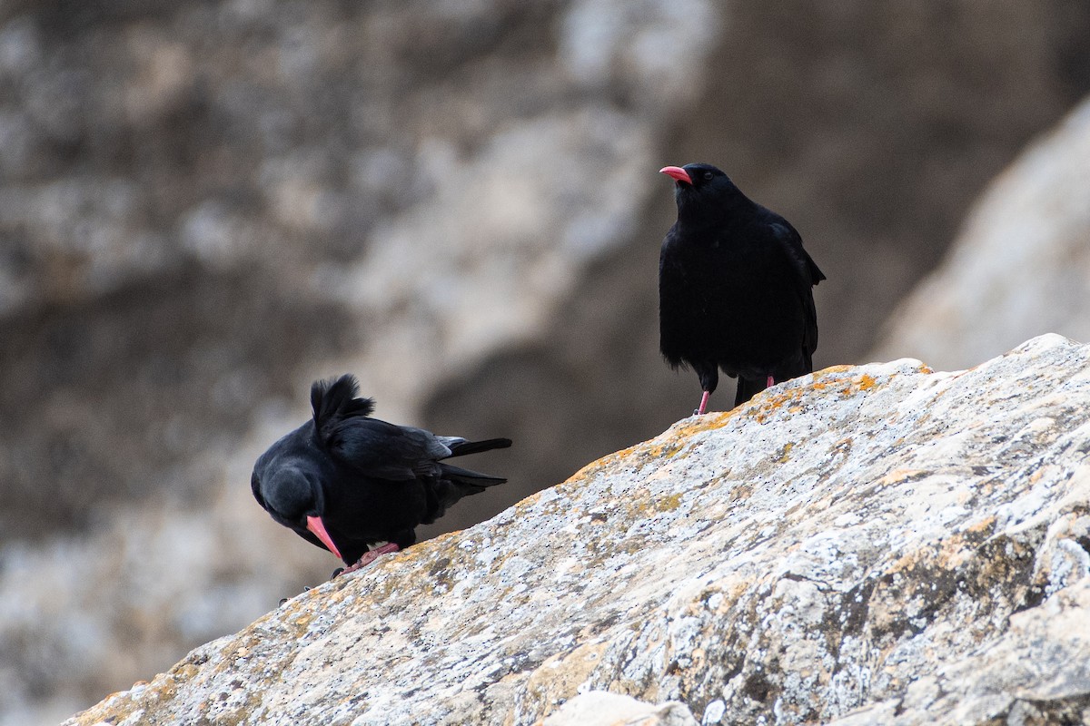 Red-billed Chough - ML614457074