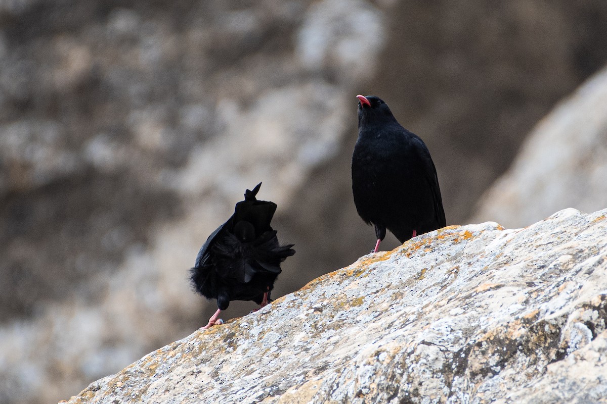 Red-billed Chough - ML614457075