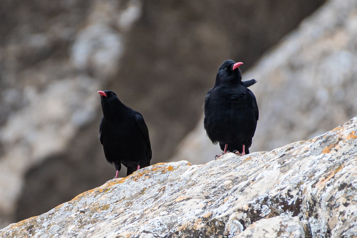 Red-billed Chough - ML614457089