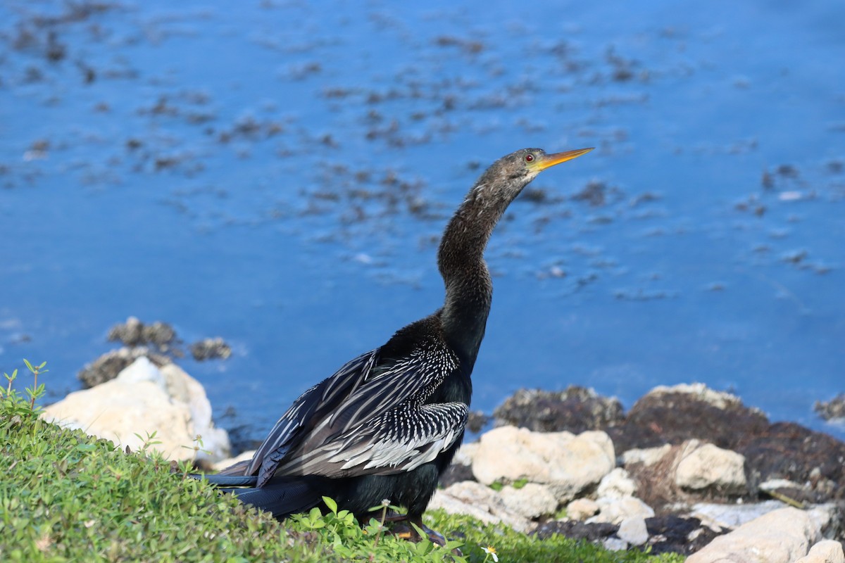 Amerika-Schlangenhalsvogel - ML614457096