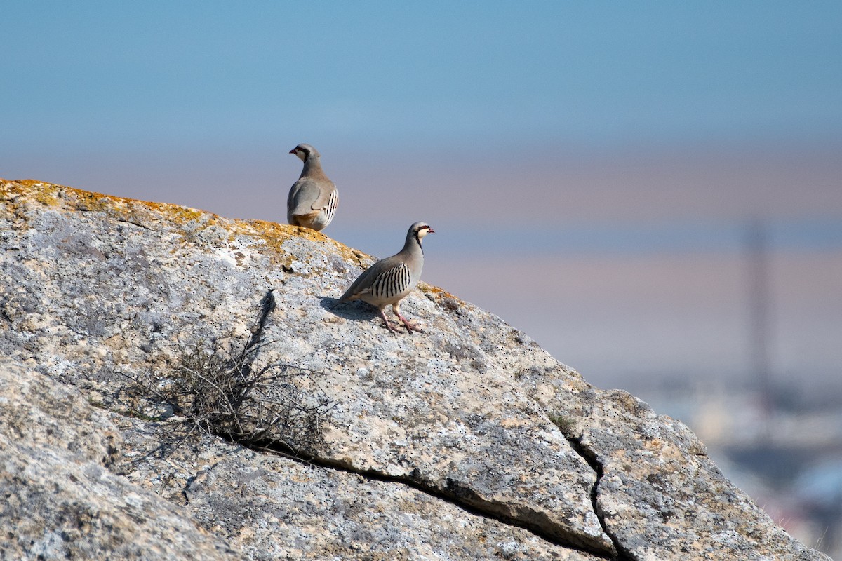 Chukar - ML614457174