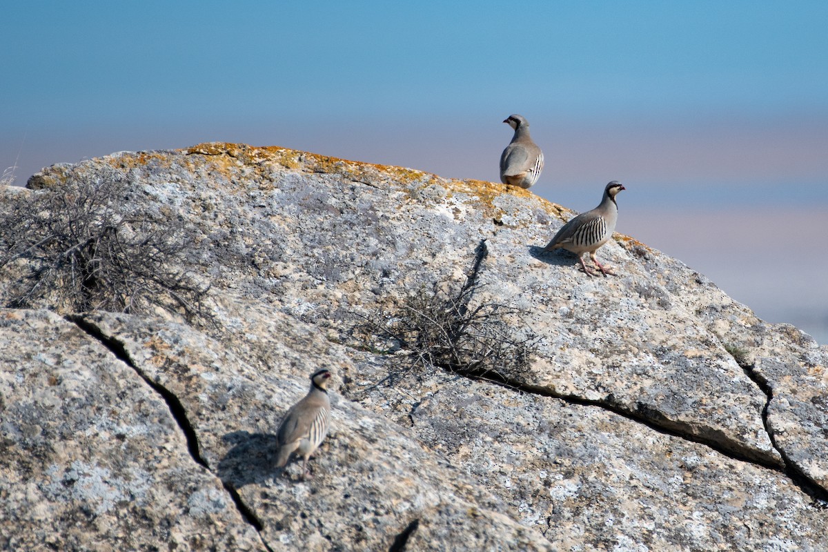 Chukar - ML614457175