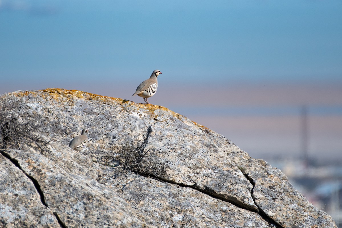 Chukar - ML614457176