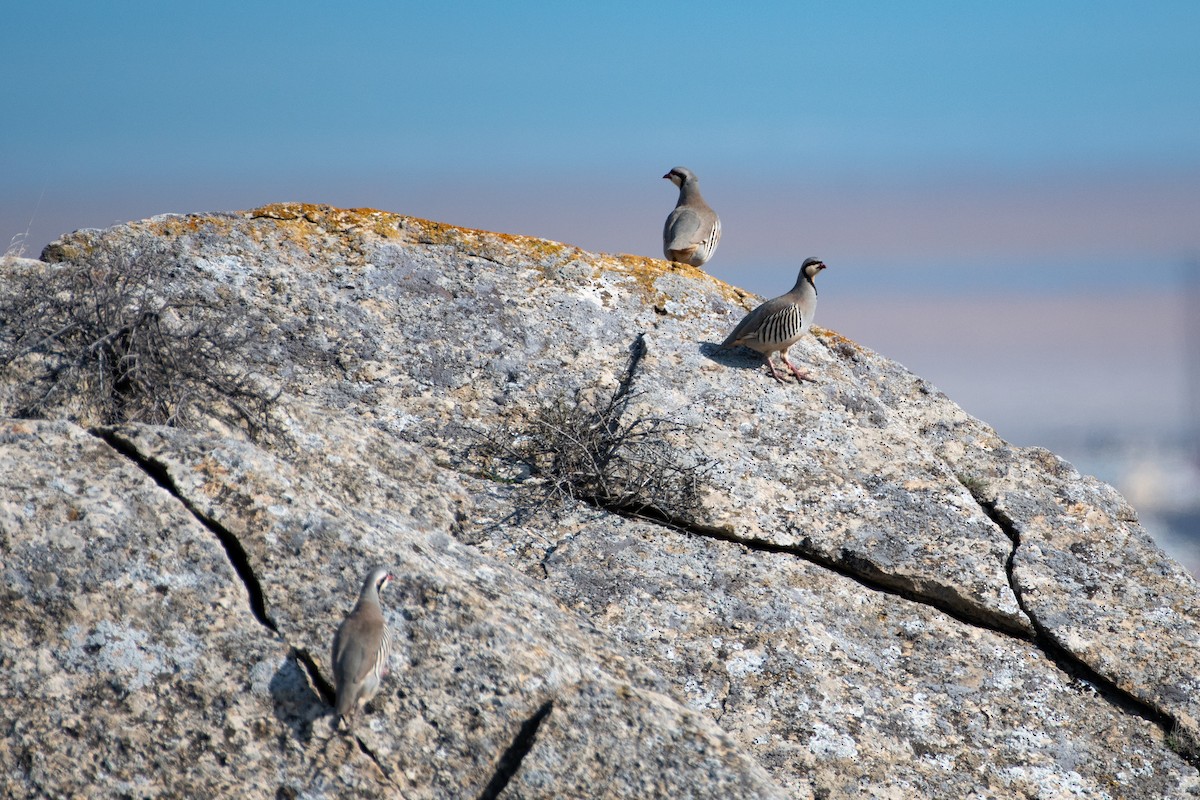 Chukar - ML614457177
