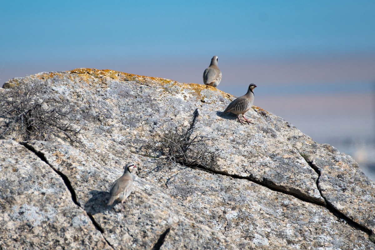 Chukar - ML614457178