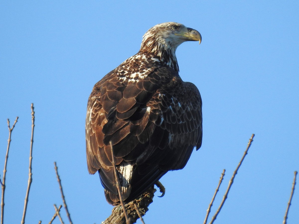 Bald Eagle - ML614457180