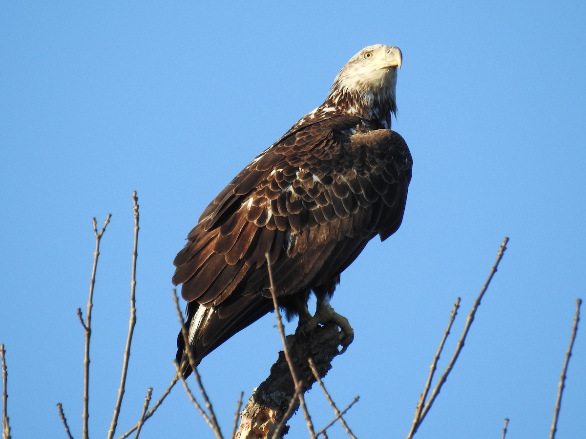 Bald Eagle - ML614457182