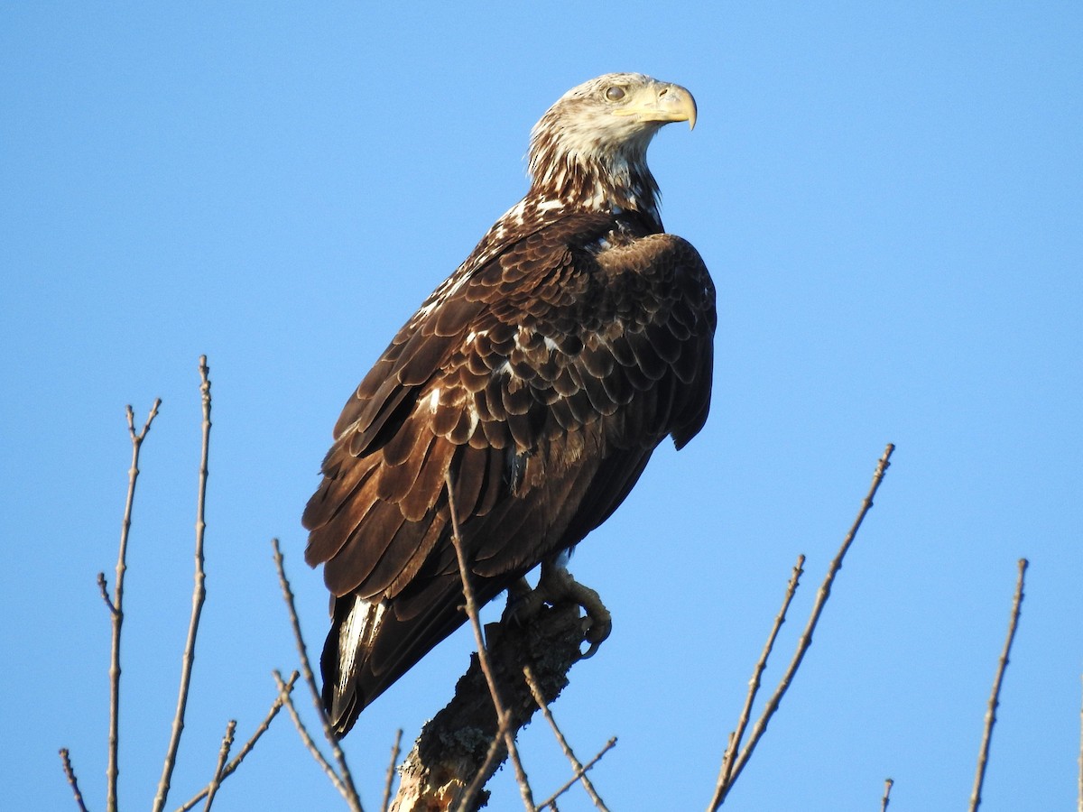 Bald Eagle - ML614457183