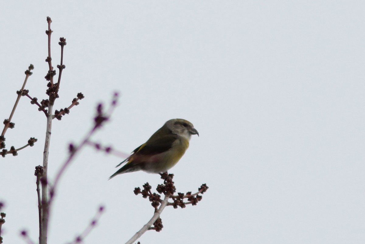 Гацуурын солбин хошуут - ML614457195