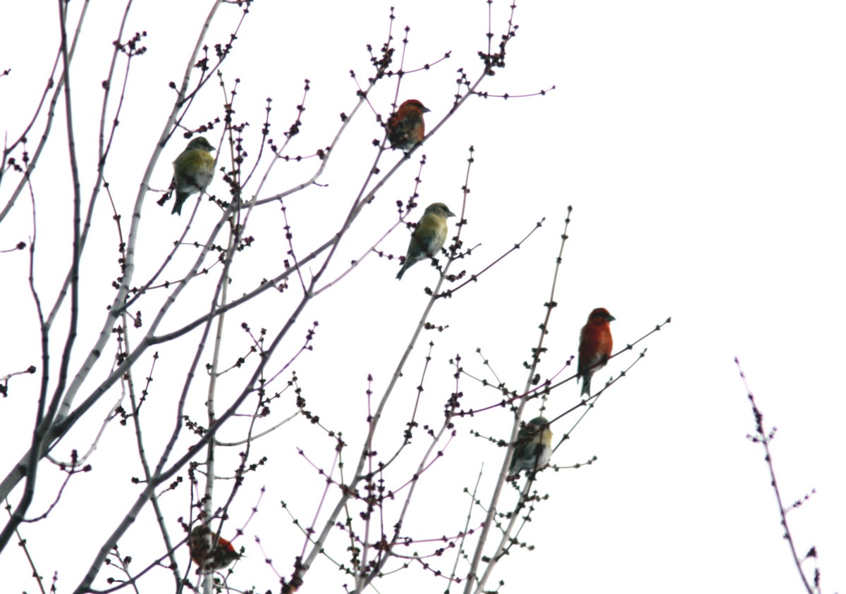 Гацуурын солбин хошуут - ML614457196