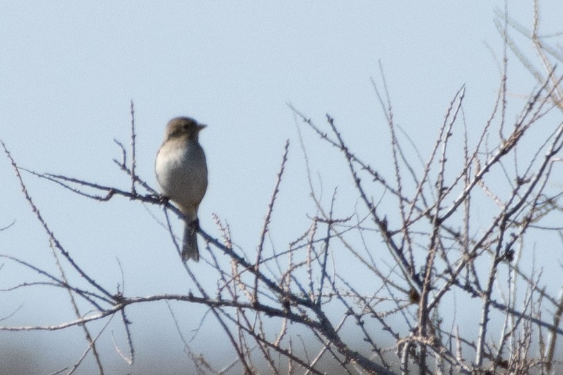 Common Chaffinch - ML614457204