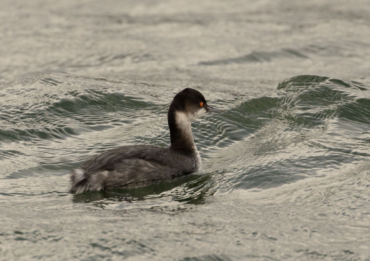 Eared Grebe - ML614457225