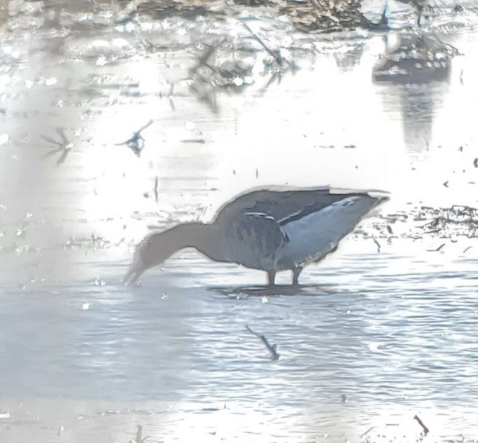 Greater White-fronted Goose - ML614457241