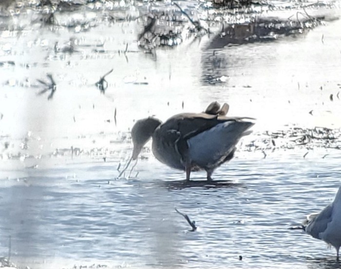 Greater White-fronted Goose - ML614457242