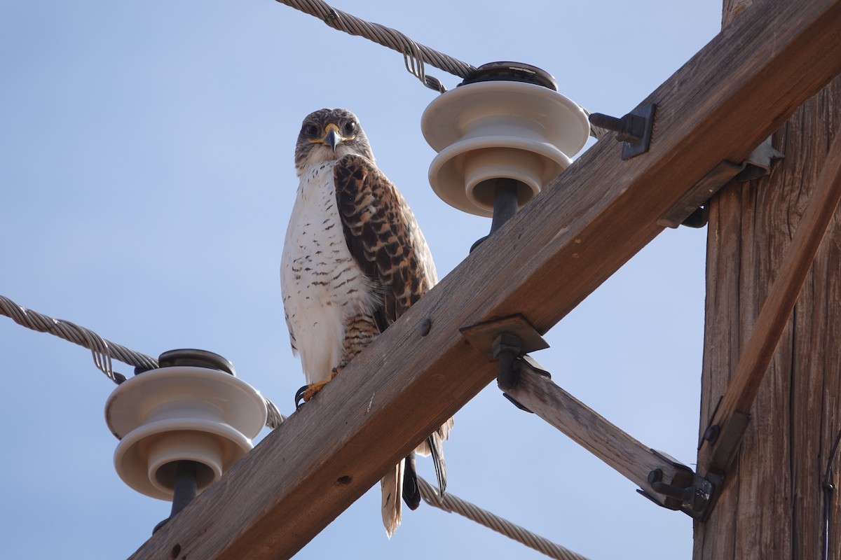 Ferruginous Hawk - Rene Laubach