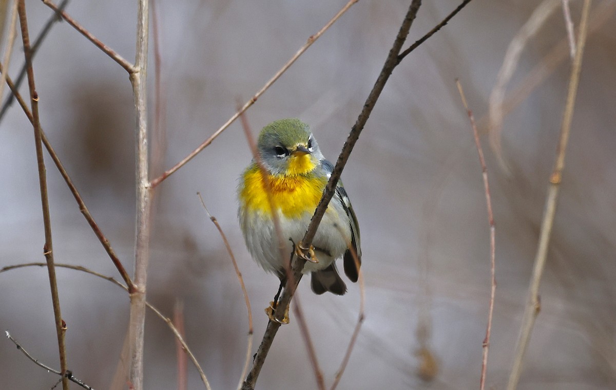 Northern Parula - Todd Easterla