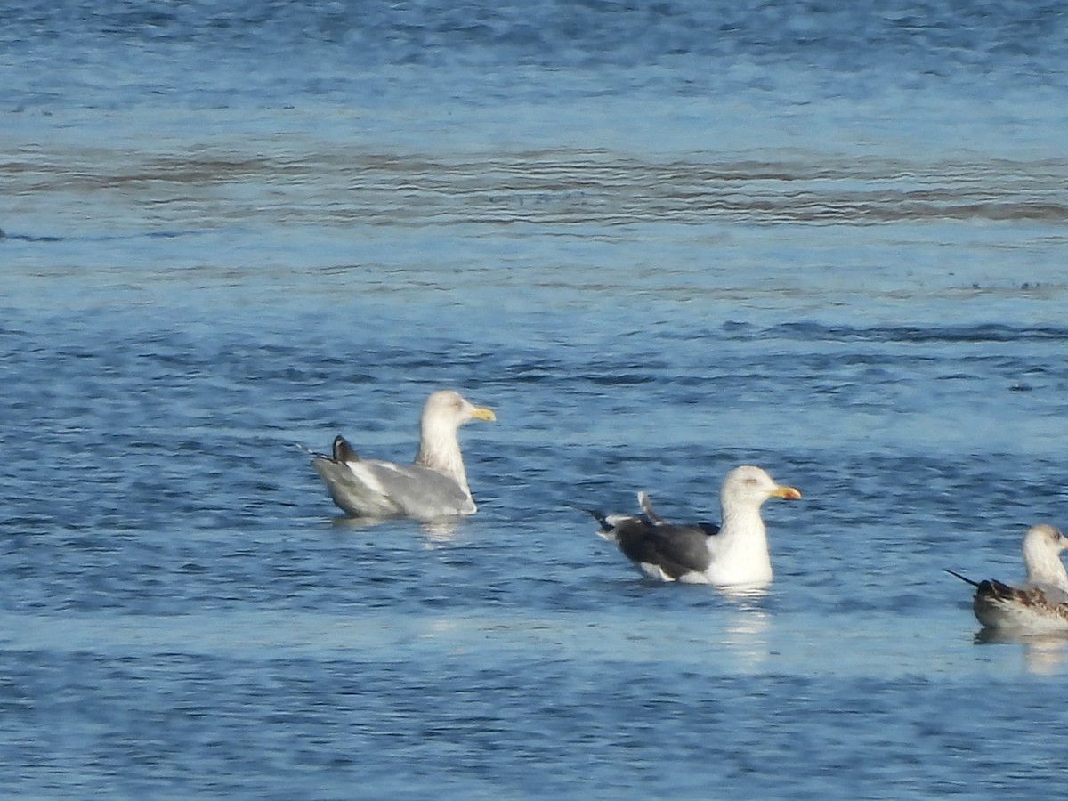 Herring Gull - ML614457262