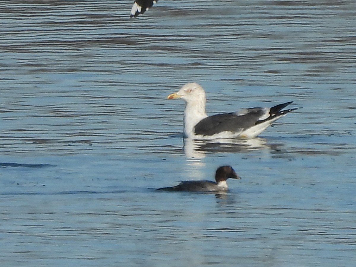 Lesser Black-backed Gull - Jacob Tsikoyak