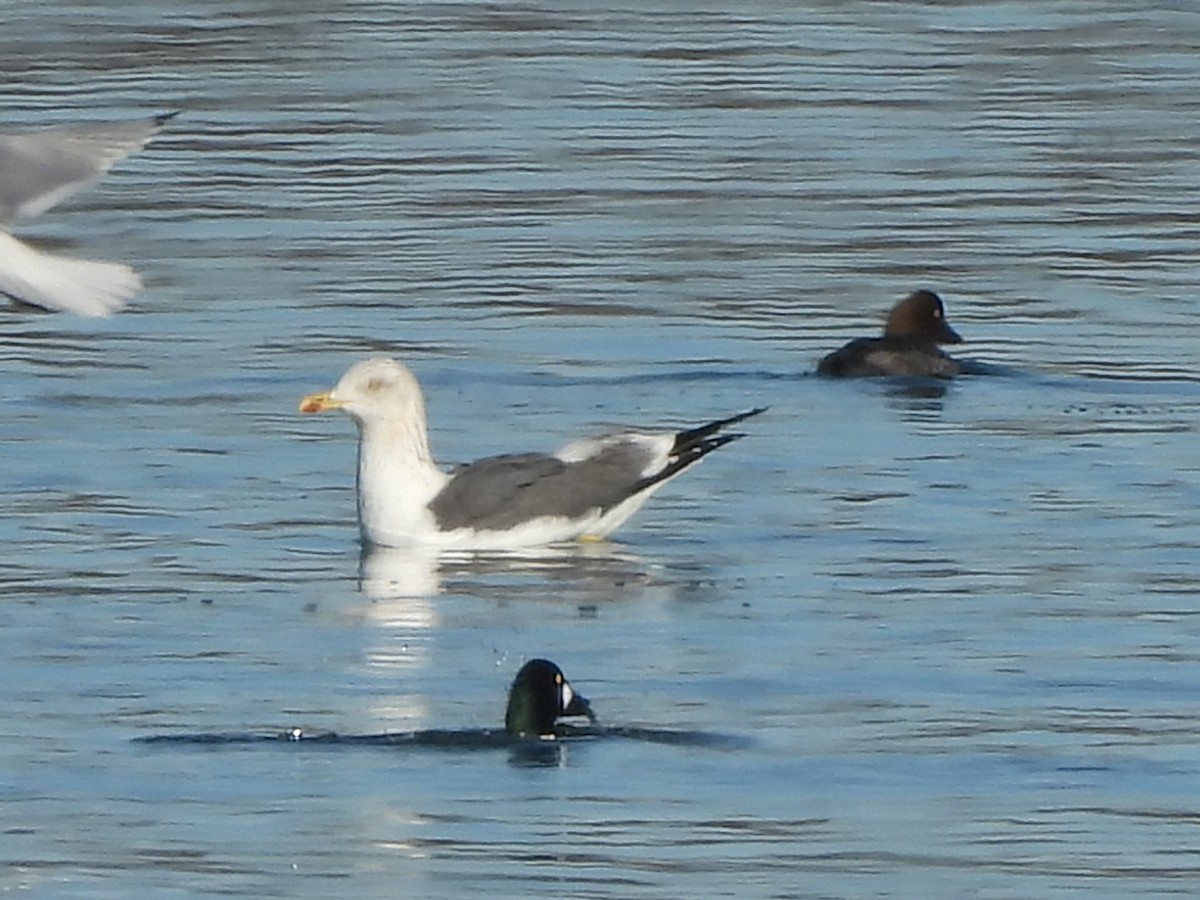 小黑背鷗 - ML614457284