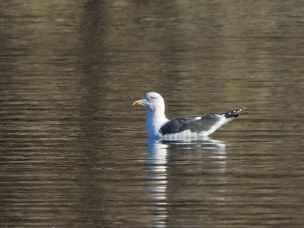 Lesser Black-backed Gull - Jacob Tsikoyak