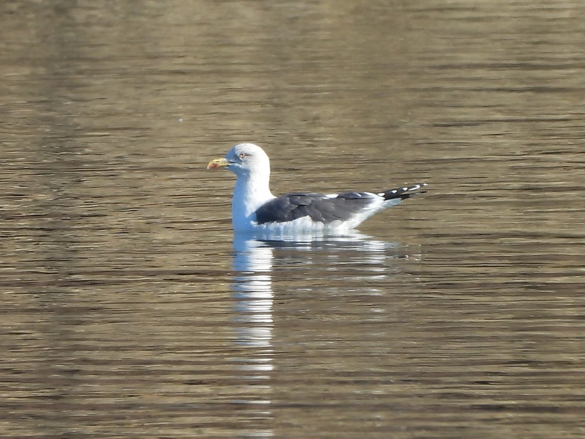 Lesser Black-backed Gull - Jacob Tsikoyak