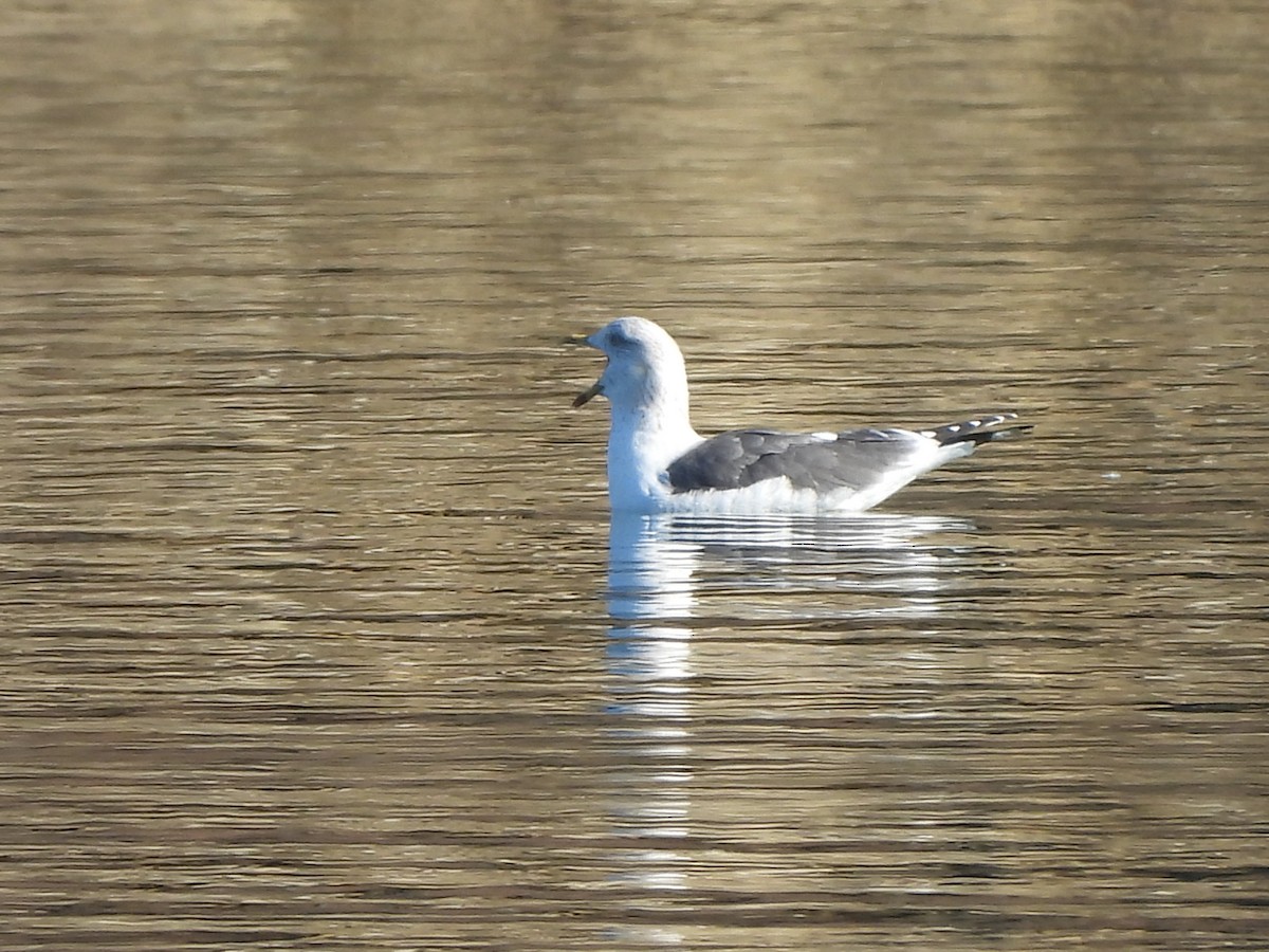 Lesser Black-backed Gull - ML614457288