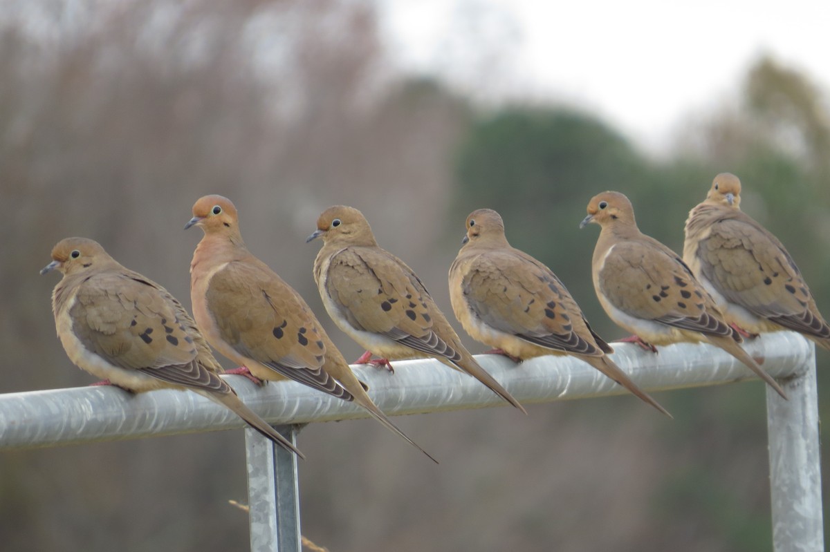 Mourning Dove - ML614457300