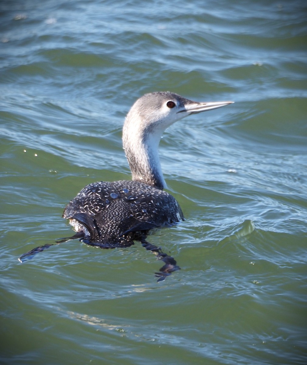 Red-throated Loon - ML614457301